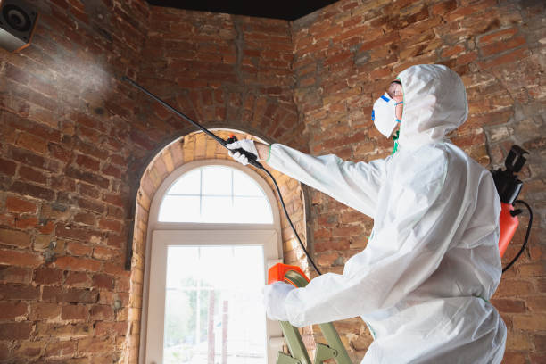 Why You Should Choose Our Mold Remediation Services in Mount Vernon, AL